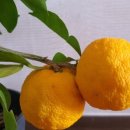 그레이스 힐링 이미지