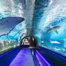 코엑스아쿠아리움 이미지