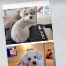 산책갈까? 이미지