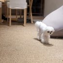 두세네몽 이미지