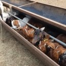 진안마이산 보어목장 이미지