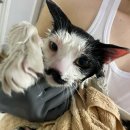 왜관동물병원 이미지