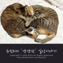 ㈜한국반려동물영양연구소(KNRC) | [고양이오메가3] 닥터레이 rTG형 반려동물 오메가3 구입 및 급여후기-(feat. 미니 소프트젤+블리스터씰)