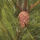 해송2로 이미지