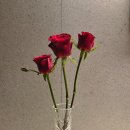 CW-1577-01 | [임신일기] 임신극초기~5주차 기록 (임테기 확인/임신초기 증상/파이널체크/일산차병원 예약 성공...