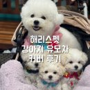 귀여운 강아지 | 해리스펫 2025 겨울 신상 귀여운 강아지 유모차 커버 후기