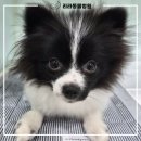 리라동물병원 이미지