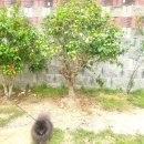 시밀레스테이 이미지