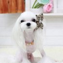 유이애견샵 이미지