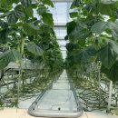 일원농장 이미지