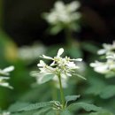 안개 포인세티아? : 파구스타.. White-laced Euphorbia 이미지