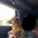 짱구 애견 하우스 이미지