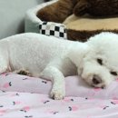 루다펫 네이버블로그