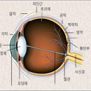 눈물이 많이 나는 유루증 이미지