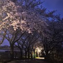 물빛공원진입로 | 인천 밤 벚꽃 명소, 야간 드라이브로 인천대공원