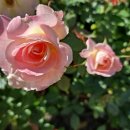 장미의 집 이미지