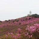 진달래 만발한 비슬산을 등반하다 이미지