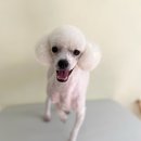 깔꼼 애견미용실 이미지