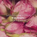 쟈스민로즈