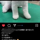 블레스펫츠 이미지