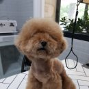 펫살롱케이 이미지