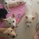 한결산업동물병원