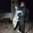 원투치킨 | 제주도 방파제 원투낚시로 대방어+황가오리성공! 손맛 미쳤다 🐟