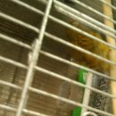 카나리아 이미지