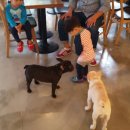 퍼피샬롱 이미지