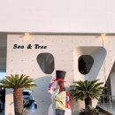 씨앤트리(Sea&Tree) 이미지