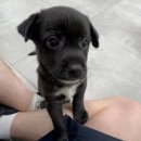 동물자유연대 부속 동물병원 이미지