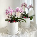 인천미추홀경찰서도화지구대 이미지