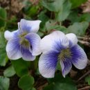 Blue Violet