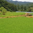 여주-1092 이미지