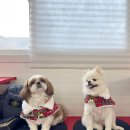 푸드독 | 웨이브독 :: 실내·야외 운동장 다 갖춘 대구 근교 애견카페 솔직 후기