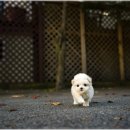 애견가족 이미지