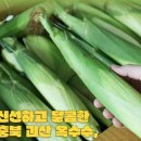 찰옥수수