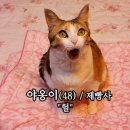 빌라누트 이미지