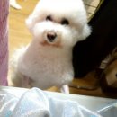 개바라기 | 강아지수제간식 추천! 가격도 착한 온기 국내산 오리날개, 오리안심말이, 오리목뼈 후기♥