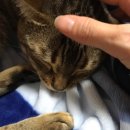 레오그루밍 이미지