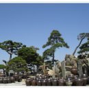 소나무풍경 이미지