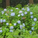 안덕하나주유소 이미지