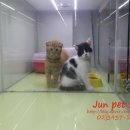 준펫
