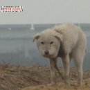 동물농장 한국일보