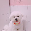 살롱드 꽃개 이미지