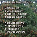 금목서 가향에 취하다 이미지
