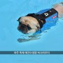 애견 독채 수영장 <바크라우더> 예약 후기