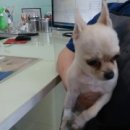 망미동물병원 이미지