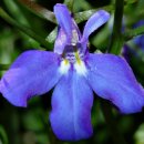 로벨리아(lobelia) 이미지