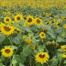 가야4리 이미지